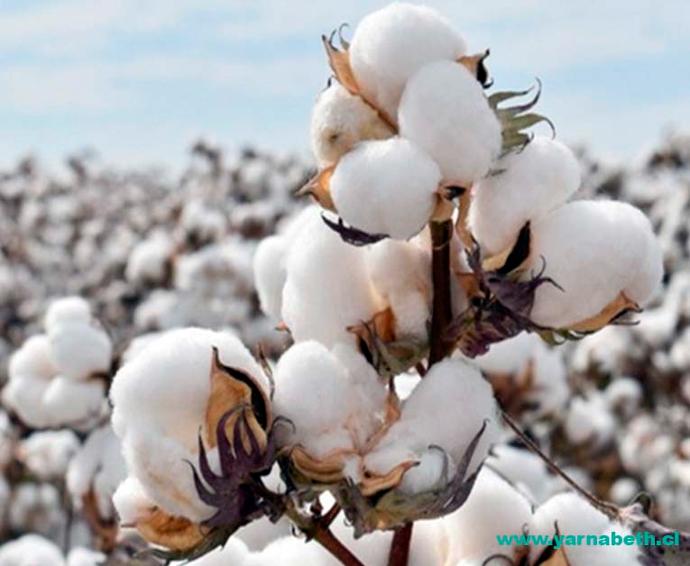 Mercado global de la fibra de algodón